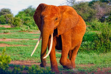 sloniowatosc - słoń na tle drzew